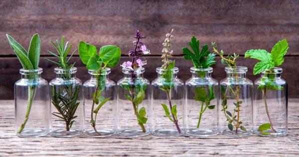 10 hierbas aromáticas que puedes cultivar en tu casa en agua