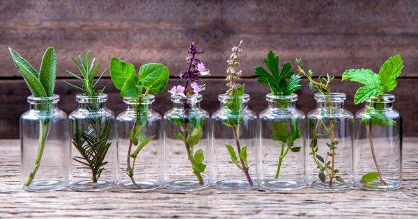 10 hierbas aromáticas que puedes cultivar en tu casa en agua 10 hierbas aromáticas que puedes cultivar en tu casa en agua