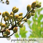 Propiedades de los pistachos