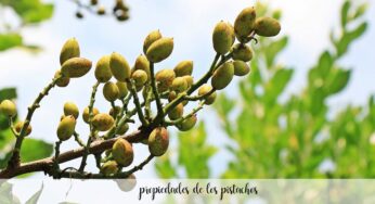 Propiedades de los pistachos